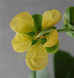  Flower-see petals
